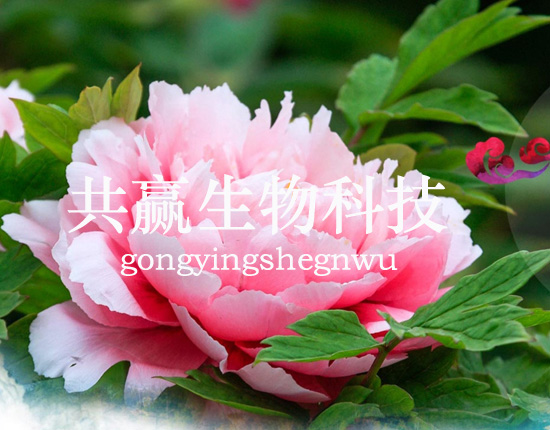 菏澤市共贏生物.jpg