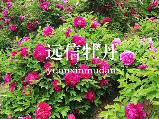 菏澤市牡丹區(qū)遠(yuǎn)信牡丹種植專(zhuān)業(yè)合作社